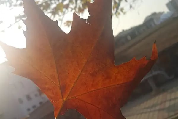 Çayırova Belediyesi Bülent Ecevit Parkı - Resim 11