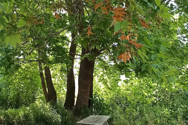 Güney Şelalesi Milli Parkı - Resim 15