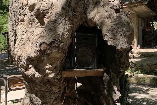 Tarzan Alabalık Çiftliği - Resim 15