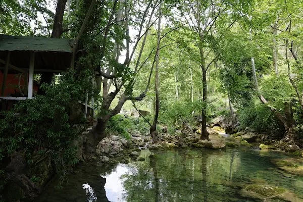 Tarzan Alabalık Çiftliği - Resim 10
