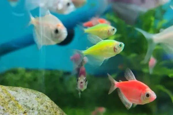 Sakarya Doğa Petshop 4 Serdivan - Resim 20