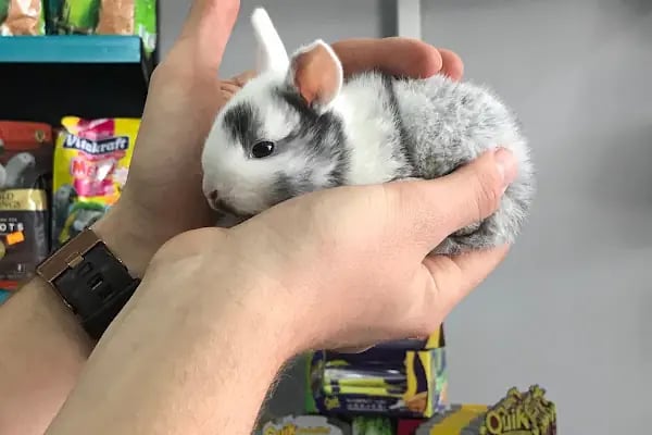 Sakarya Doğa Petshop 4 Serdivan - Resim 8