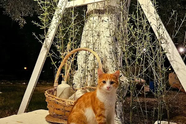 Ruina Glamping - Resim 7