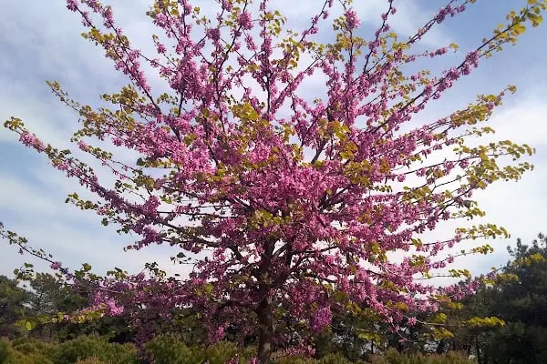 Balcı PARK - Resim 4