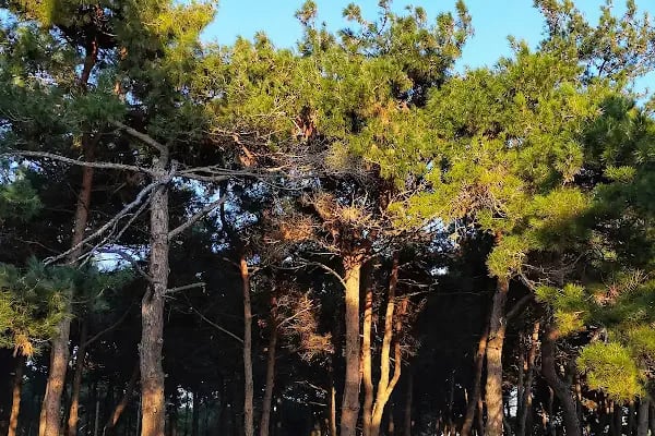 Balcı PARK - Resim 3