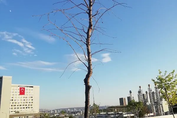 Etlik Şehir Hastanesi Göğüs, Kalp ve Damar Hastalıkları Hastanesi - Resim 18