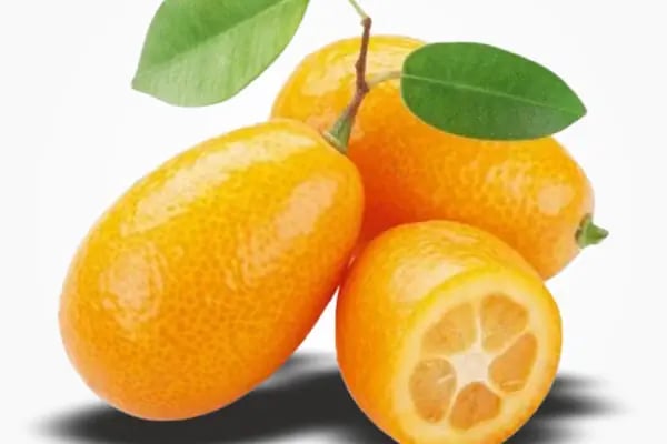 Turkuaz Tropikal Tarım LTD. ŞTİ. - Resim 1
