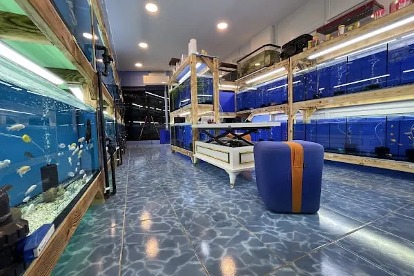 Akvaryum Express gebze pet shop - Resim 10