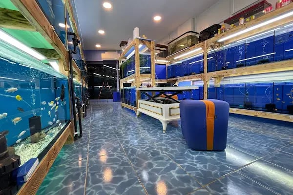 Akvaryum Express gebze pet shop - Resim 7