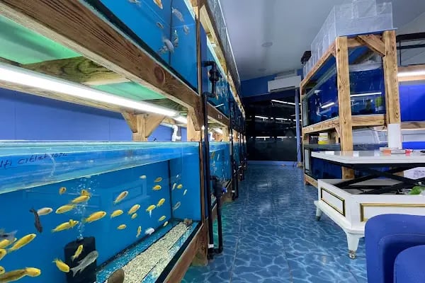 Akvaryum Express gebze pet shop - Resim 13
