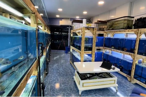 Akvaryum Express gebze pet shop - Resim 16