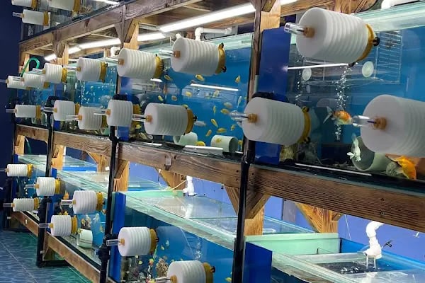 Akvaryum Express gebze pet shop - Resim 5