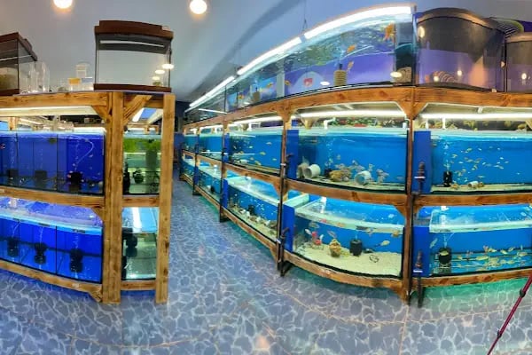 Akvaryum Express gebze pet shop - Resim 14