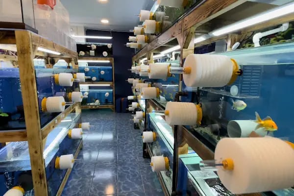 Akvaryum Express gebze pet shop - Resim 18