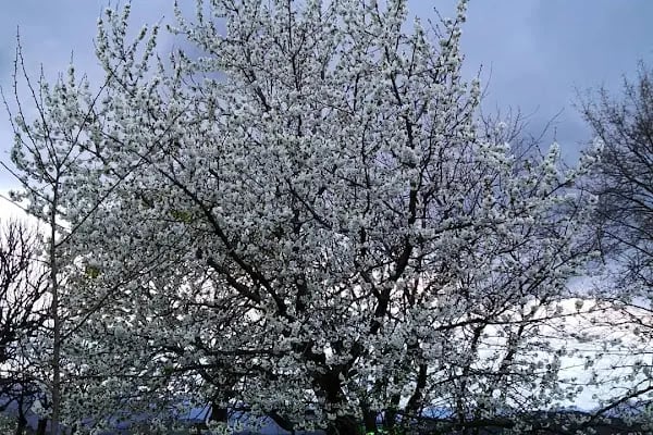 Keyfi Tepe - Resim 12