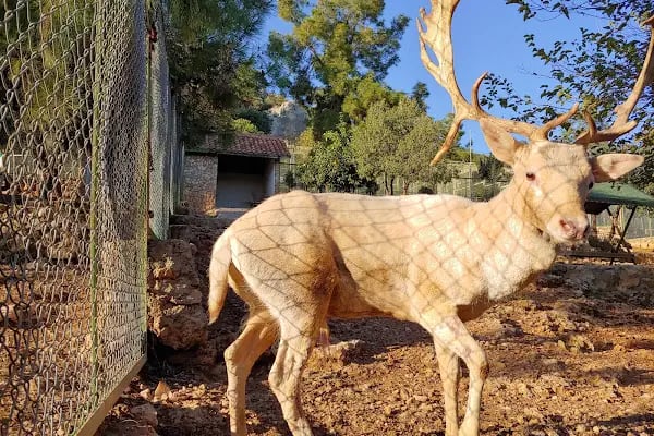 Antalya Hayvanat Bahçesi Piknik Alanı - Resim 19