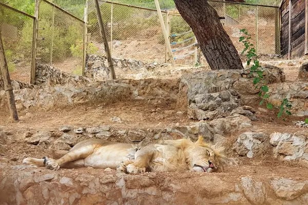 Antalya Hayvanat Bahçesi Piknik Alanı - Resim 10