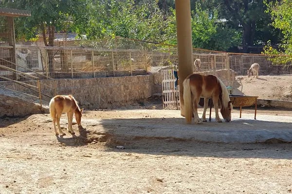 Antalya Hayvanat Bahçesi Piknik Alanı - Resim 2