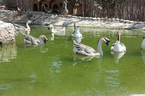 Antalya Hayvanat Bahçesi Piknik Alanı - Resim 13