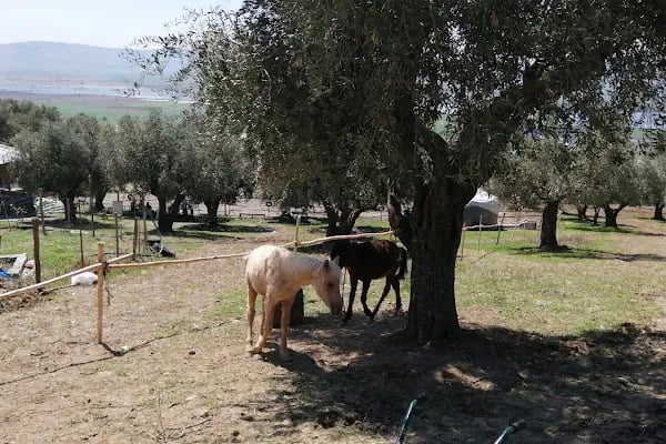 Kahramanmaraş Atlı Binicilik Spor Klubü - Resim 13