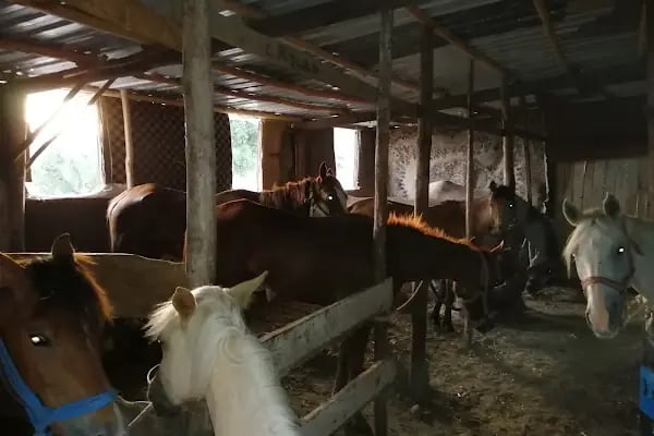 Kahramanmaraş Atlı Binicilik Spor Klubü - Resim 9
