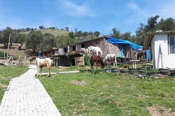 Kahramanmaraş Atlı Binicilik Spor Klubü - Resim 11