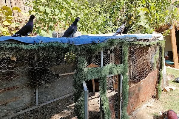 Kahramanmaraş Atlı Binicilik Spor Klubü - Resim 15
