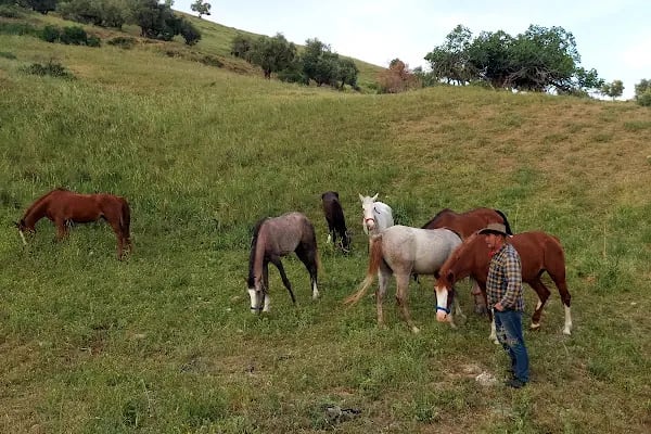 Kahramanmaraş Atlı Binicilik Spor Klubü - Resim 2