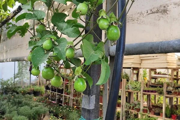 Anamur Düşbahçem Peyzaj - Resim 4