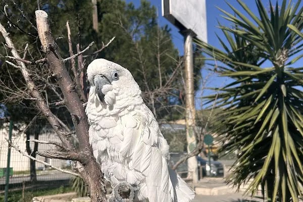 Şavkar Cimnastik Spor Kulübü - Resim 16