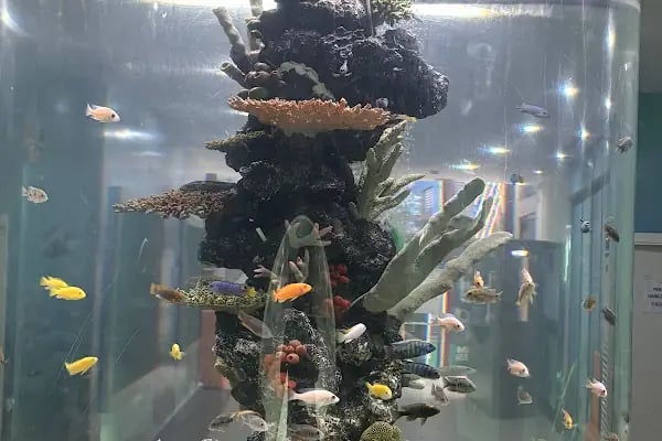 Bursa Cihan Akvaryum & Petshop - Resim 6