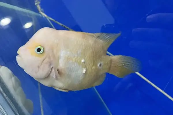 Bursa Cihan Akvaryum & Petshop - Resim 5