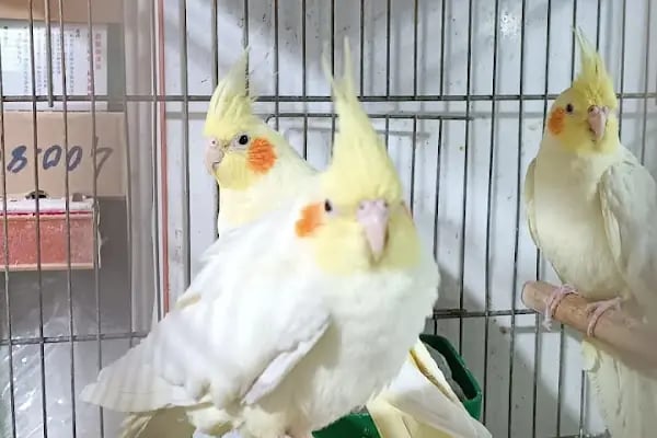B&amp;B PET SHOP - Resim 5