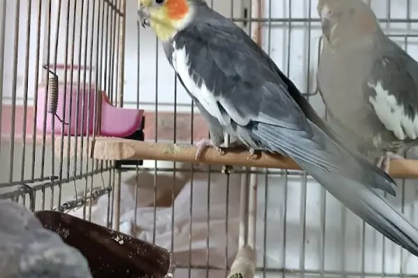 B&amp;B PET SHOP - Resim 19