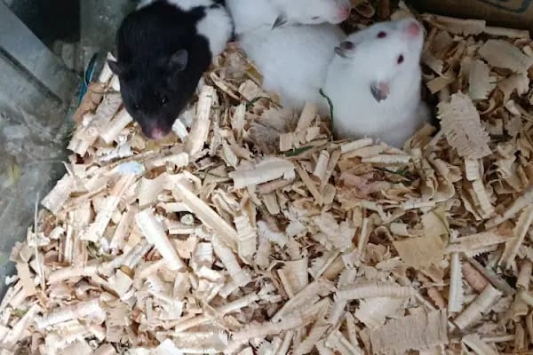 B&amp;B PET SHOP - Resim 9