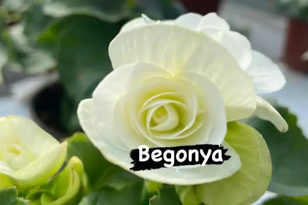 İpekyol Peyzaj Çiçek Ve Fidancılık. - Resim 10