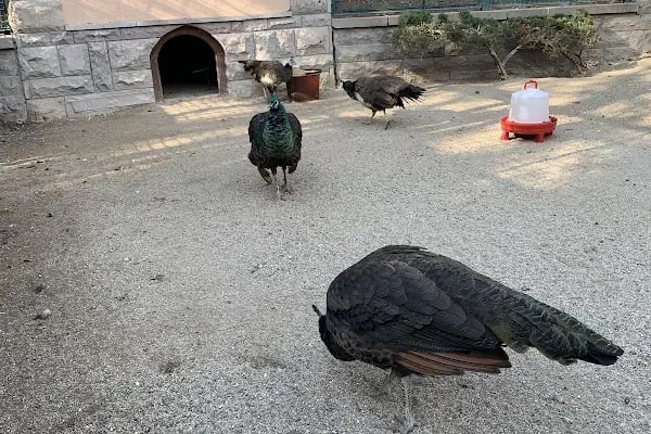 Evcil Hayvanlar Parkı - Resim 19