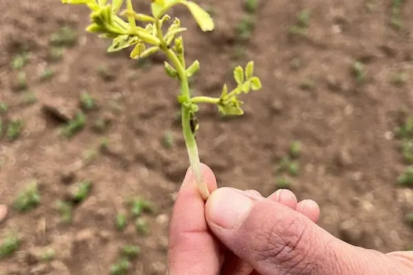 Ulus İnci Tarım Haşere Böcek İlaçları Gübre Tohum Zirai Alet Ltd Şti - Resim 6