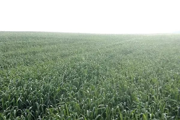 Ulus İnci Tarım Haşere Böcek İlaçları Gübre Tohum Zirai Alet Ltd Şti - Resim 13