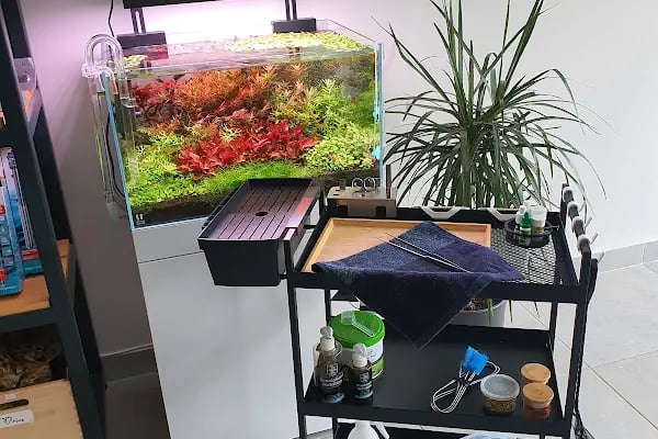 Green Glass | Nature Aquarium - Resim 3