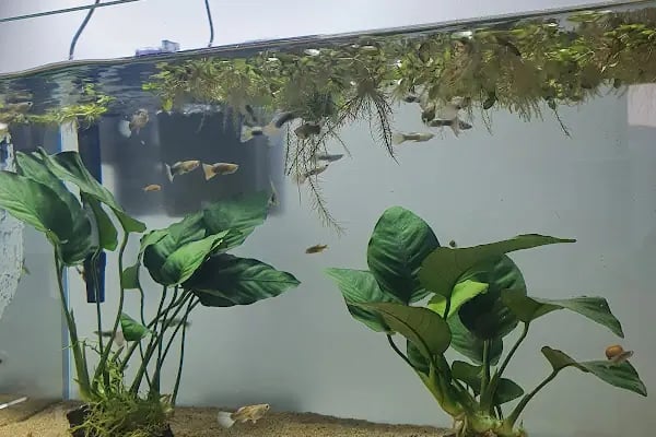 Green Glass | Nature Aquarium - Resim 10