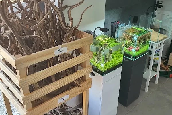 Green Glass | Nature Aquarium - Resim 8