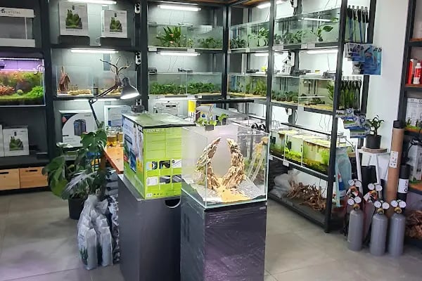 Green Glass | Nature Aquarium - Resim 11