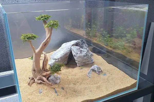 Green Glass | Nature Aquarium - Resim 7