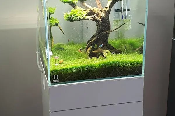 Green Glass | Nature Aquarium - Resim 20
