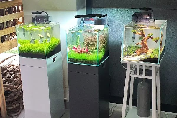 Green Glass | Nature Aquarium - Resim 18