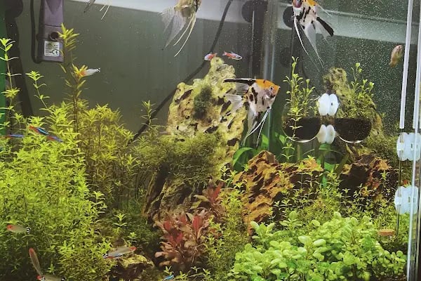 Green Glass | Nature Aquarium - Resim 9