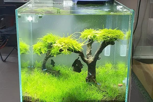 Green Glass | Nature Aquarium - Resim 6