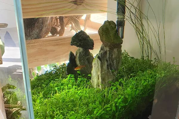 Green Glass | Nature Aquarium - Resim 12