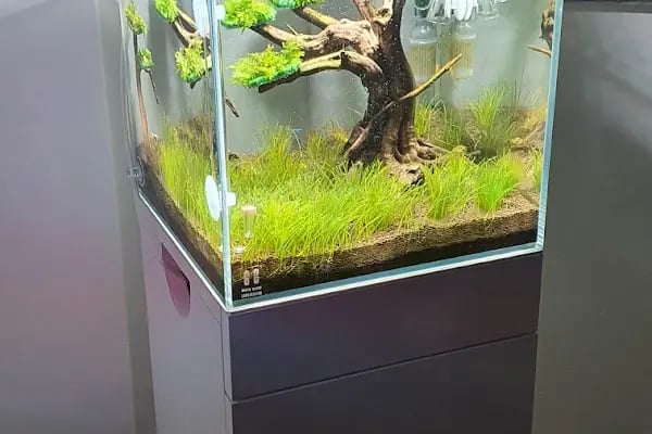 Green Glass | Nature Aquarium - Resim 15